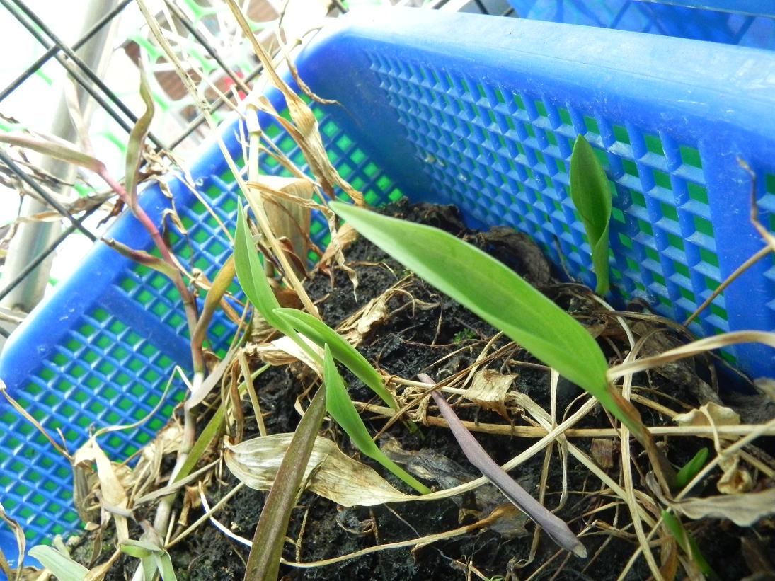 按此在新視窗瀏覽圖片