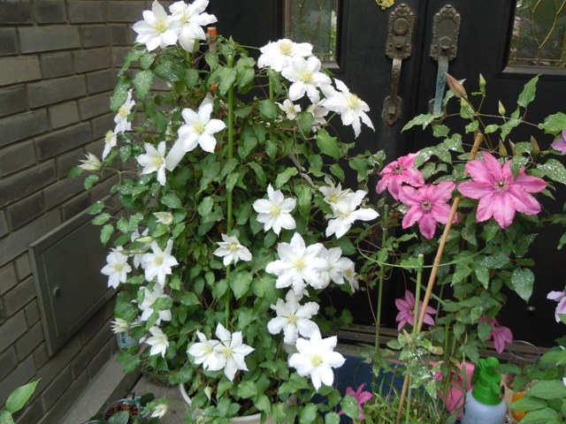 «ö¦¹¦b·sµøµ¡ÂsÄý¹Ï¤ù