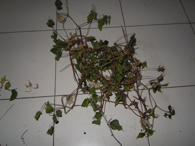 «ö¦¹¦b·sµøµ¡ÂsÄý¹Ï¤ù