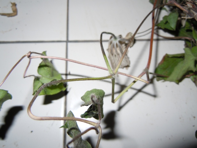 «ö¦¹¦b·sµøµ¡ÂsÄý¹Ï¤ù