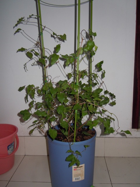 «ö¦¹¦b·sµøµ¡ÂsÄý¹Ï¤ù