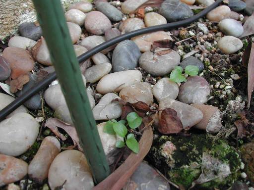 «ö¦¹¦b·sµøµ¡ÂsÄý¹Ï¤ù