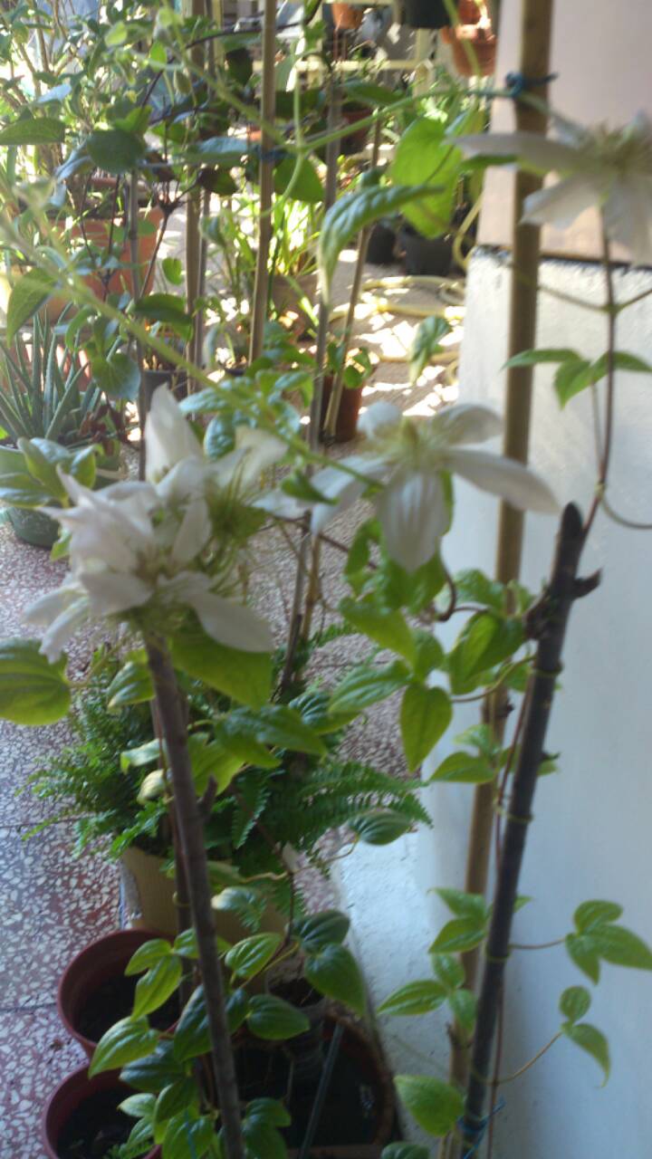 «ö¦¹¦b·sµøµ¡ÂsÄý¹Ï¤ù