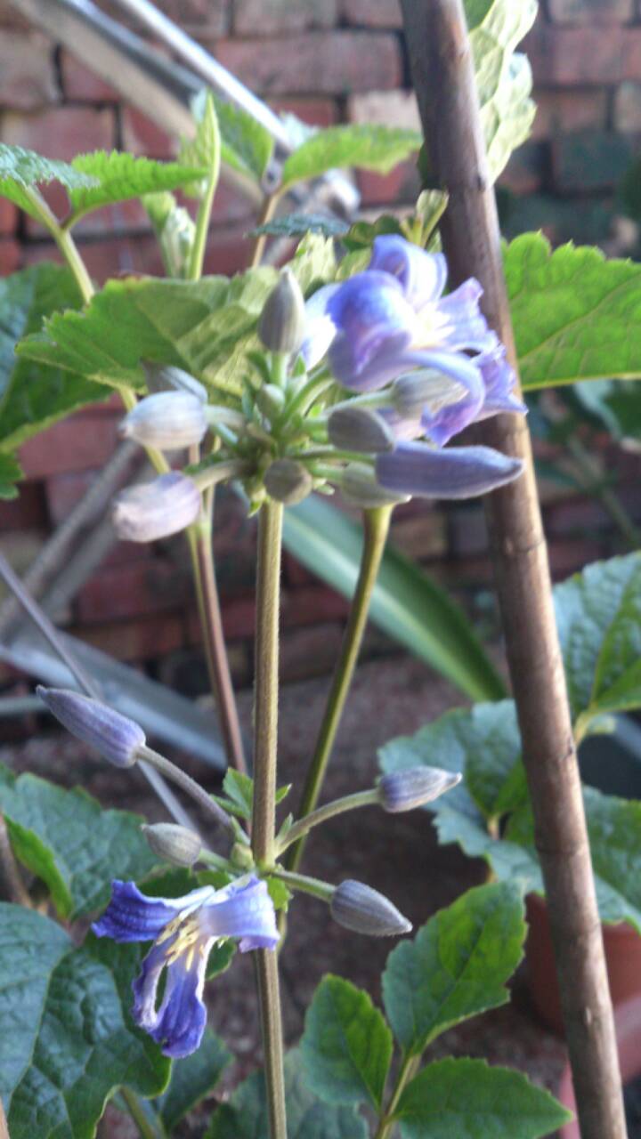 «ö¦¹¦b·sµøµ¡ÂsÄý¹Ï¤ù