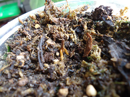 «ö¦¹¦b·sµøµ¡ÂsÄý¹Ï¤ù