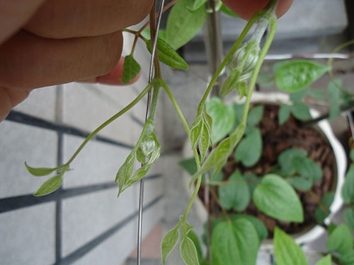 «ö¦¹¦b·sµøµ¡ÂsÄý¹Ï¤ù