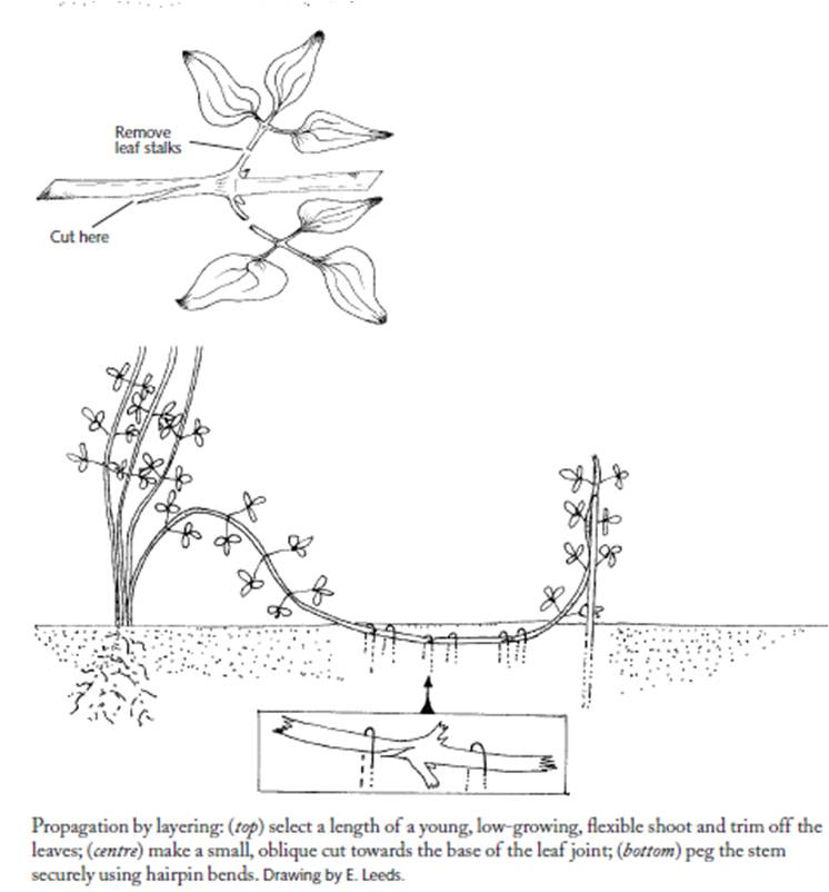 «ö¦¹¦b·sµøµ¡ÂsÄý¹Ï¤ù