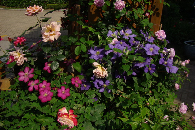 «ö¦¹¦b·sµøµ¡ÂsÄý¹Ï¤ù