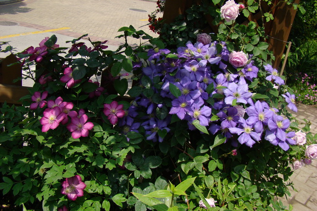 «ö¦¹¦b·sµøµ¡ÂsÄý¹Ï¤ù