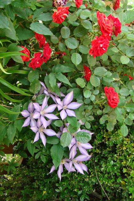 «ö¦¹¦b·sµøµ¡ÂsÄý¹Ï¤ù