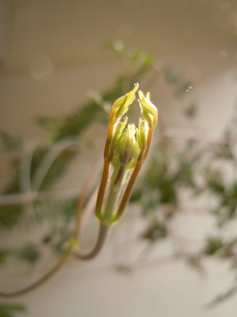 «ö¦¹¦b·sµøµ¡ÂsÄý¹Ï¤ù