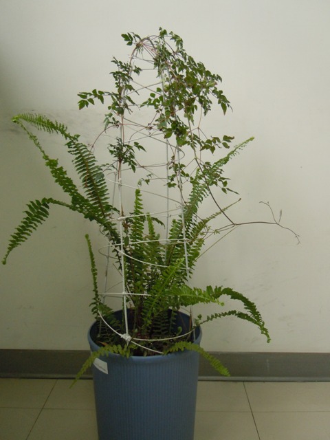 «ö¦¹¦b·sµøµ¡ÂsÄý¹Ï¤ù