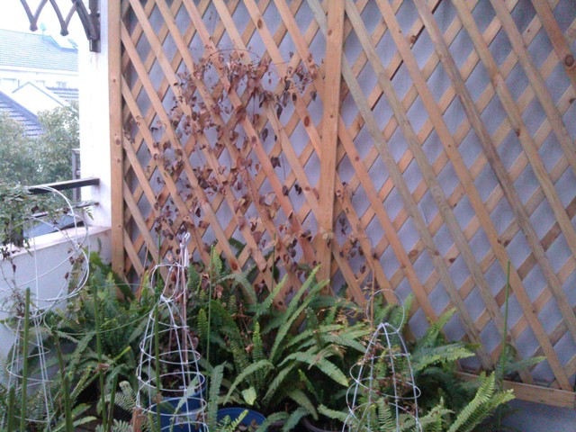 «ö¦¹¦b·sµøµ¡ÂsÄý¹Ï¤ù