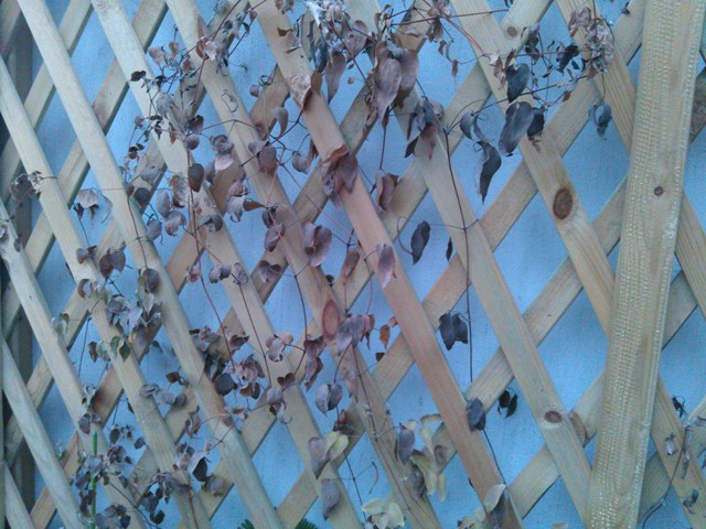 «ö¦¹¦b·sµøµ¡ÂsÄý¹Ï¤ù