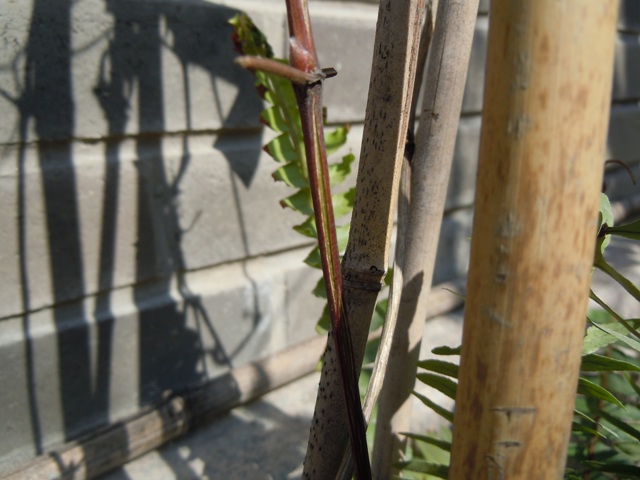 «ö¦¹¦b·sµøµ¡ÂsÄý¹Ï¤ù