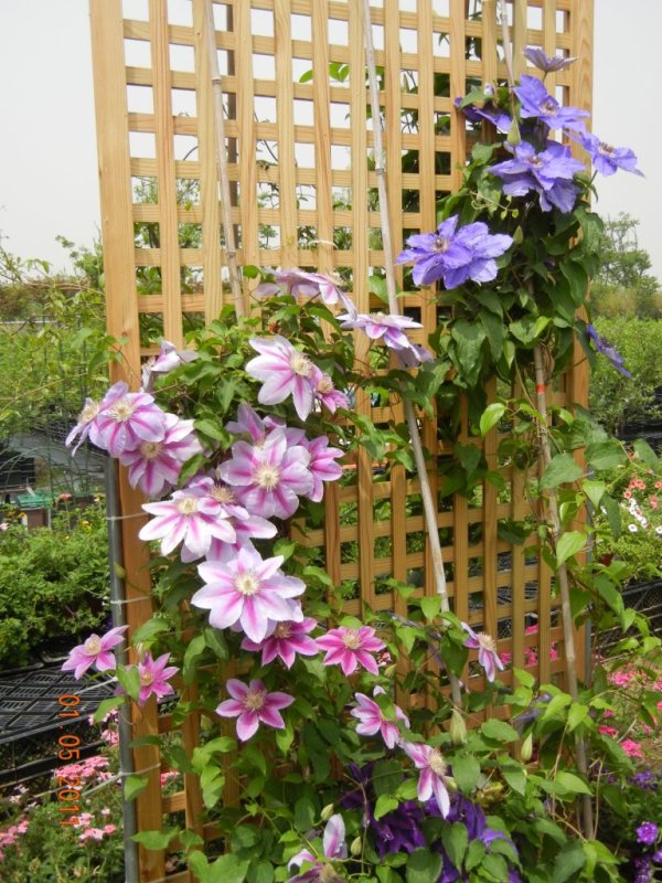 «ö¦¹¦b·sµøµ¡ÂsÄý¹Ï¤ù