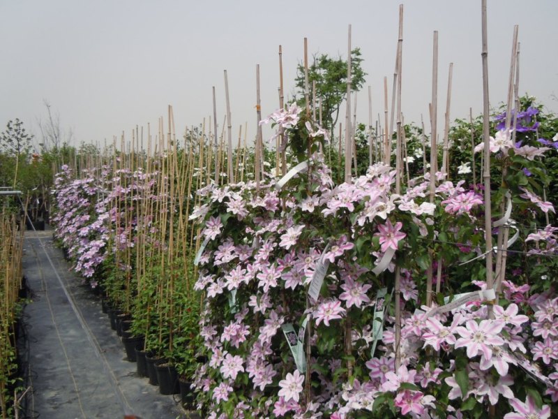 «ö¦¹¦b·sµøµ¡ÂsÄý¹Ï¤ù