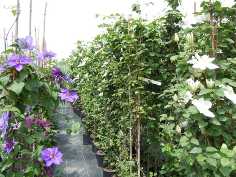 «ö¦¹¦b·sµøµ¡ÂsÄý¹Ï¤ù