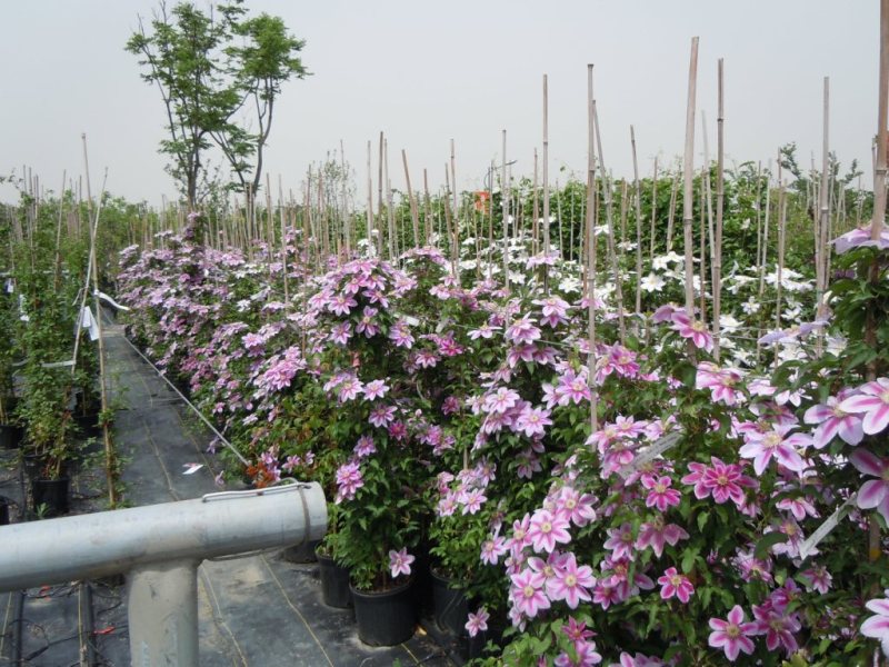 «ö¦¹¦b·sµøµ¡ÂsÄý¹Ï¤ù