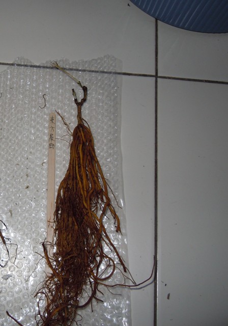 «ö¦¹¦b·sµøµ¡ÂsÄý¹Ï¤ù