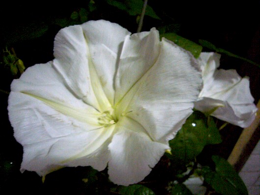 按此在新視窗瀏覽圖片