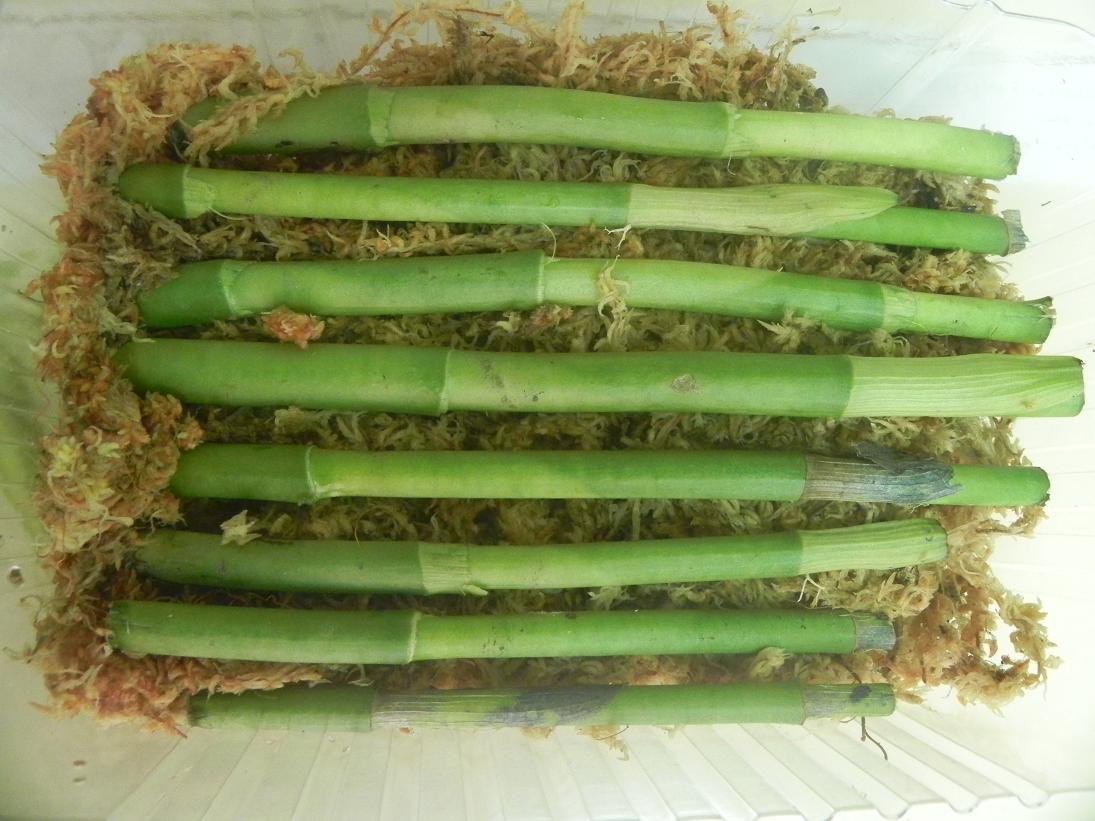 «ö¦¹¦b·sµøµ¡ÂsÄý¹Ï¤ù