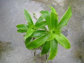 «ö¦¹¦b·sµøµ¡ÂsÄý¹Ï¤ù