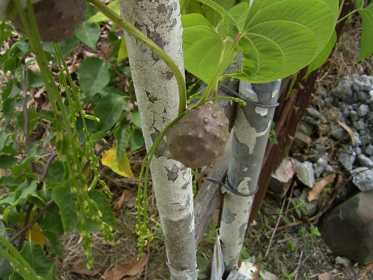 按此在新視窗瀏覽圖片