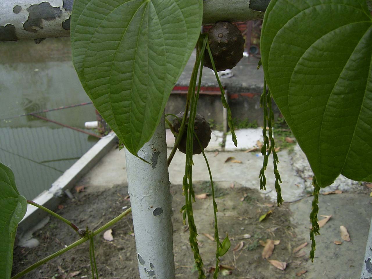 按此在新視窗瀏覽圖片