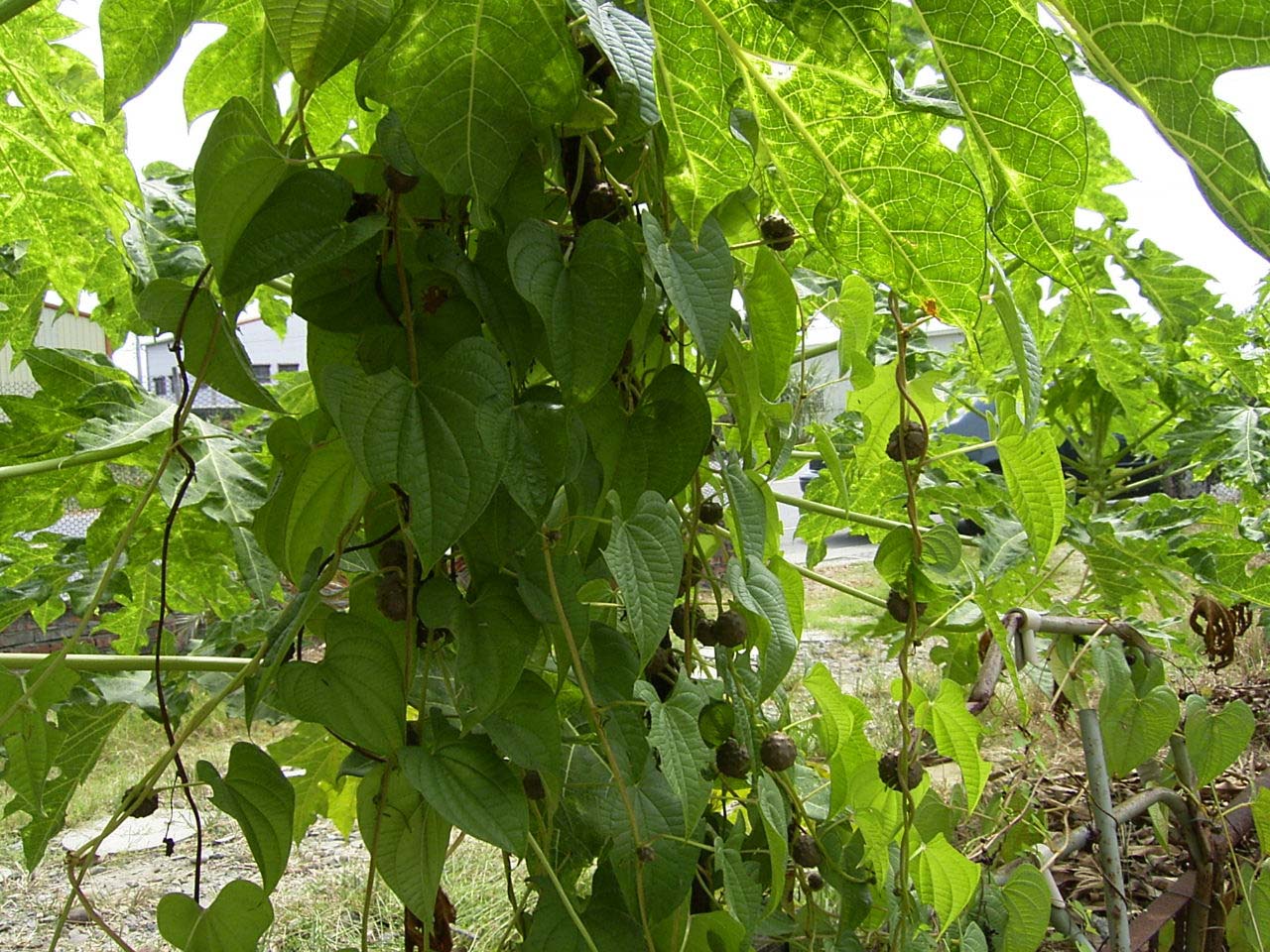 按此在新視窗瀏覽圖片