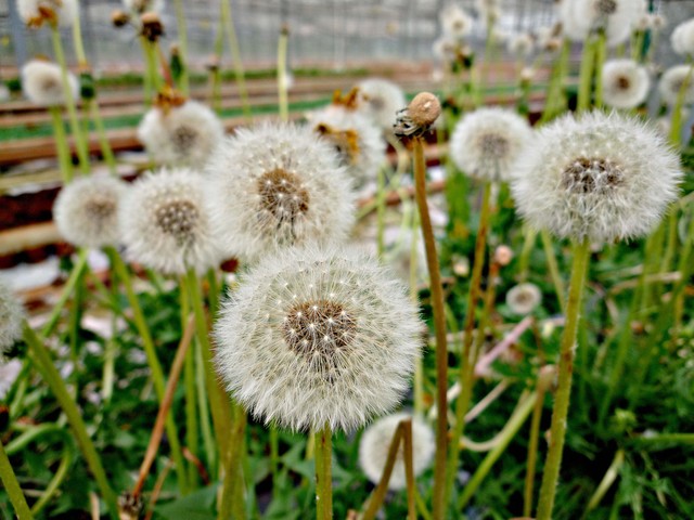 «ö¦¹¦b·sµøµ¡ÂsÄý¹Ï¤ù