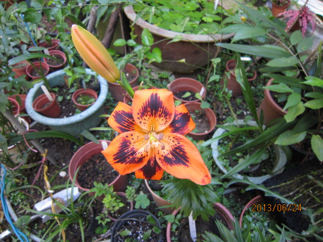 按此在新視窗瀏覽圖片