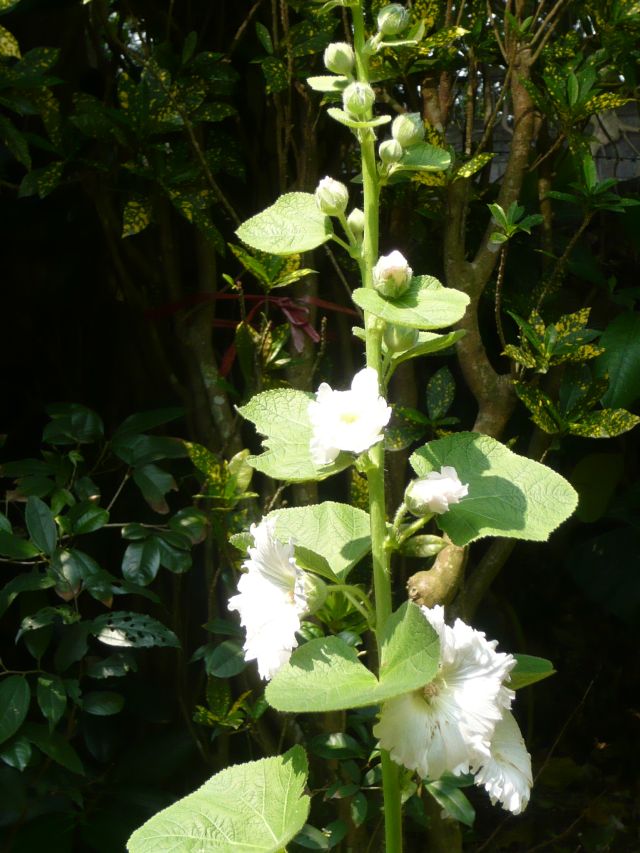 «ö¦¹¦b·sµøµ¡ÂsÄý¹Ï¤ù