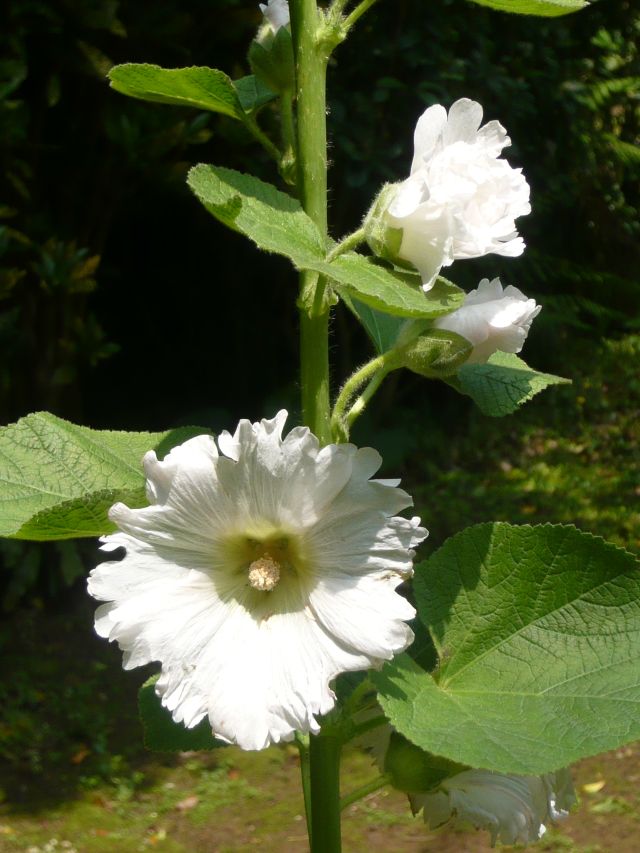 «ö¦¹¦b·sµøµ¡ÂsÄý¹Ï¤ù