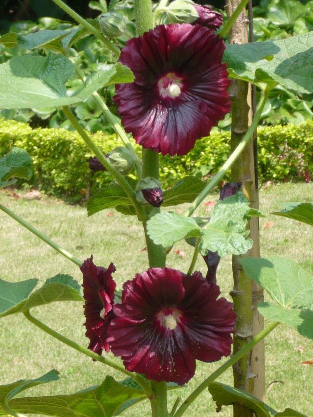 «ö¦¹¦b·sµøµ¡ÂsÄý¹Ï¤ù