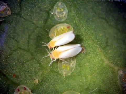 «ö¦¹¦b·sµøµ¡ÂsÄý¹Ï¤ù