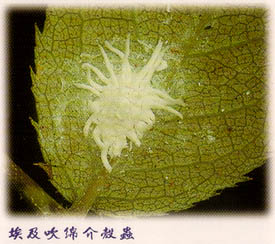 «ö¦¹¦b·sµøµ¡ÂsÄý¹Ï¤ù