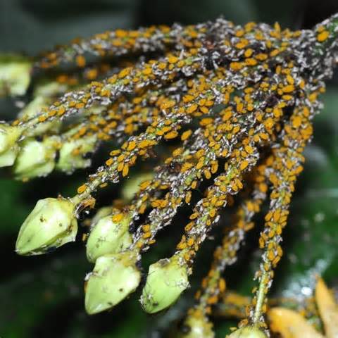 «ö¦¹¦b·sµøµ¡ÂsÄý¹Ï¤ù