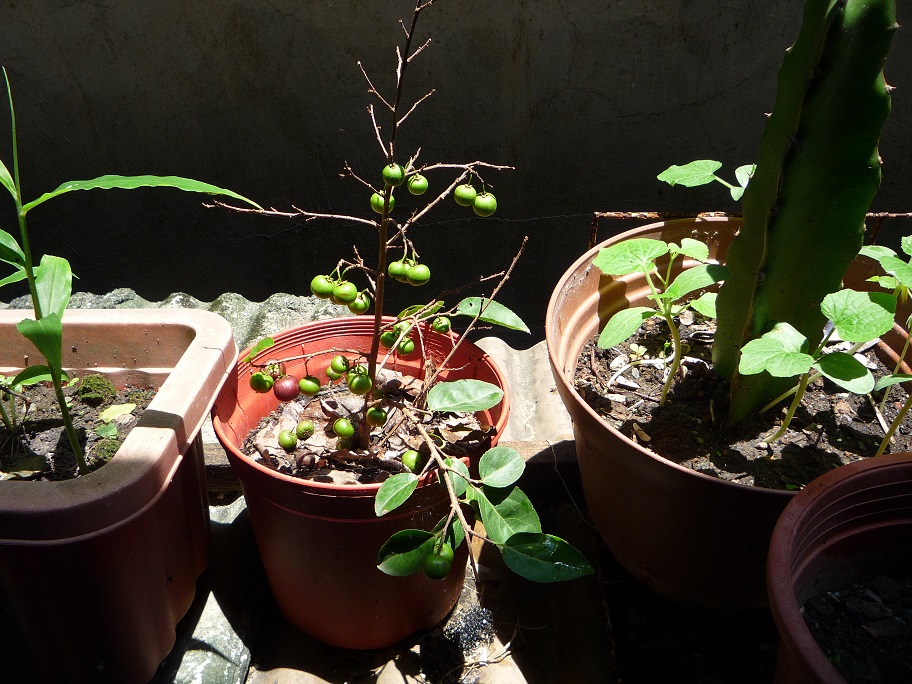 按此在新視窗瀏覽圖片