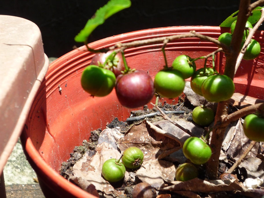 «ö¦¹¦b·sµøµ¡ÂsÄý¹Ï¤ù