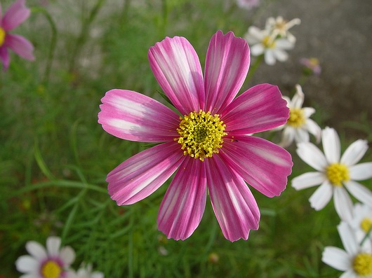 按此在新視窗瀏覽圖片