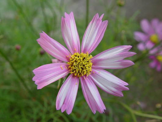 按此在新視窗瀏覽圖片