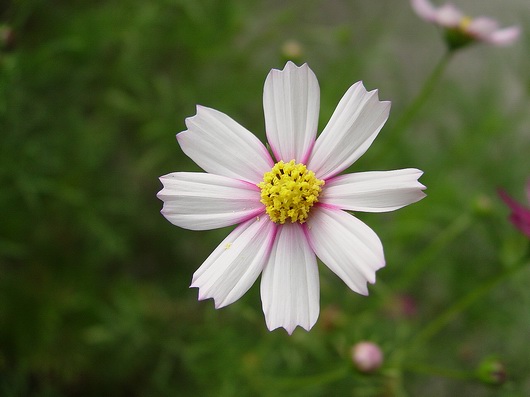 按此在新視窗瀏覽圖片