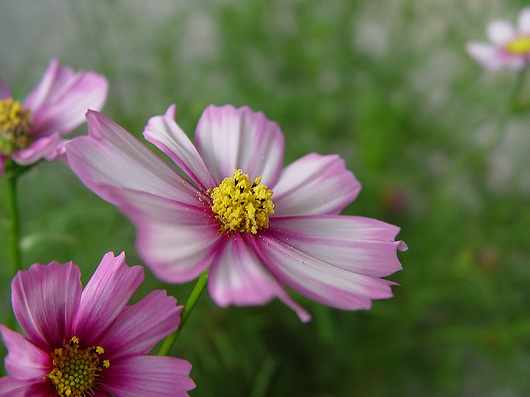 按此在新視窗瀏覽圖片