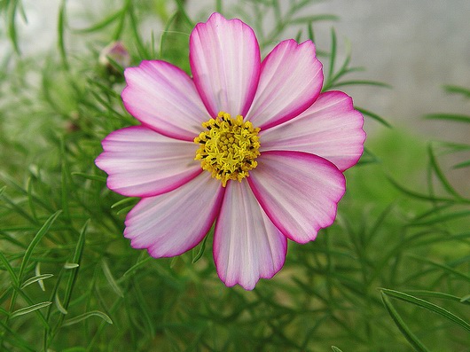 按此在新視窗瀏覽圖片