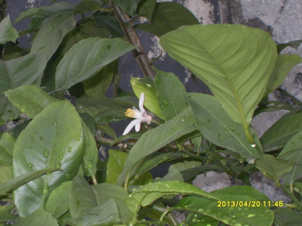 «ö¦¹¦b·sµøµ¡ÂsÄý¹Ï¤ù