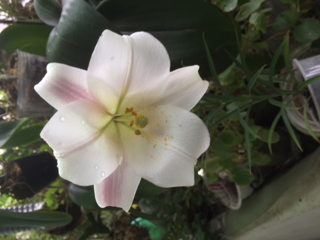 «ö¦¹¦b·sµøµ¡ÂsÄý¹Ï¤ù