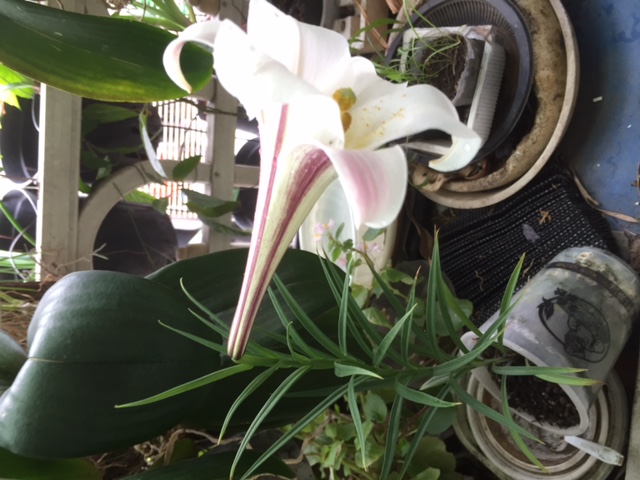 «ö¦¹¦b·sµøµ¡ÂsÄý¹Ï¤ù