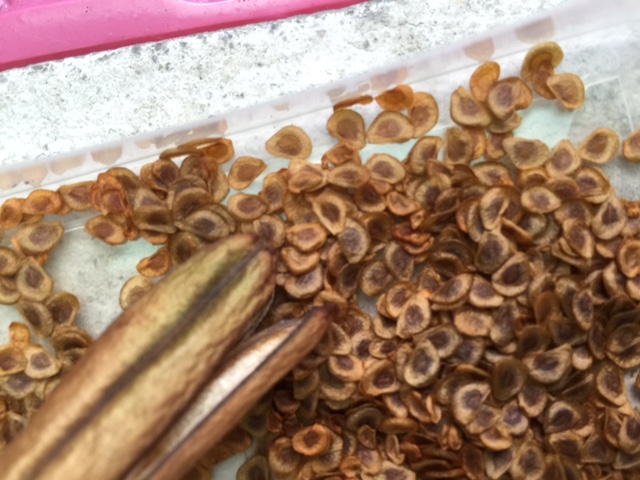 «ö¦¹¦b·sµøµ¡ÂsÄý¹Ï¤ù