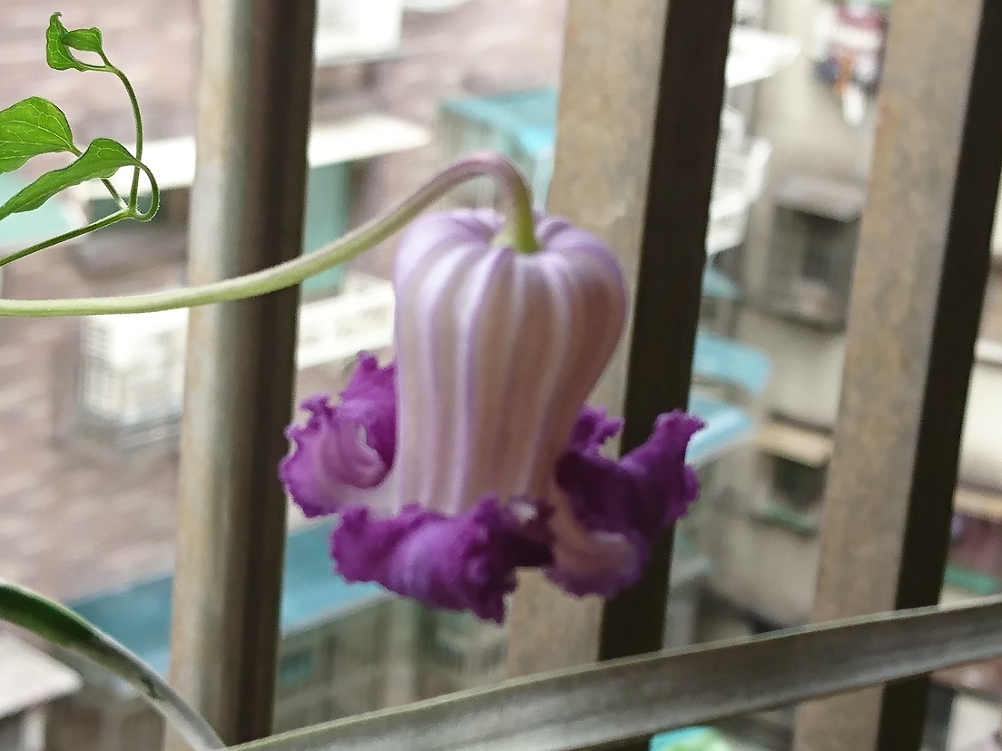 按此在新視窗瀏覽圖片